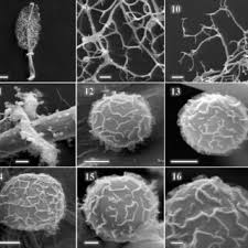Attēlu rezultāti vaicājumam “Symphytocarpus impexus spores”
