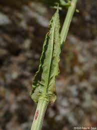 Attēlu rezultāti vaicājumam “Rumex acetosa leaf”