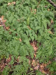 Attēlu rezultāti vaicājumam “Leptodictyum riparium sporophyte”