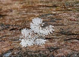 Attēlu rezultāti vaicājumam “Ceratiomyxa morchella macro”