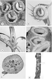 Attēlu rezultāti vaicājumam “Diplolepis bicolor”