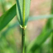 Attēlu rezultāti vaicājumam “Elytrigia repens leaf”