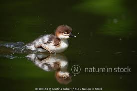 Attēlu rezultāti vaicājumam “Mergus merganser juvenile”