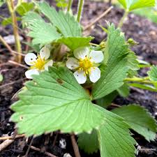 Attēlu rezultāti vaicājumam “Fragaria vesca flower”