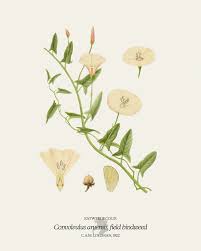 Attēlu rezultāti vaicājumam “Convolvulus arvensis”