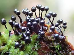 Attēlu rezultāti vaicājumam “Lamproderma columbinum”