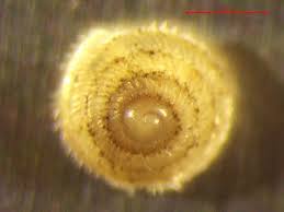 Attēlu rezultāti vaicājumam “Didymium serpula macro”