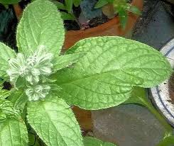 Attēlu rezultāti vaicājumam “Borago officinalis bud”