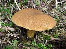 Attēlu rezultāti vaicājumam “Suillus variegatus”