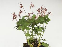 Attēlu rezultāti vaicājumam “Geranium palustre fruit”