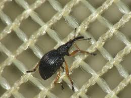 Attēlu rezultāti vaicājumam “Protapion sp.”