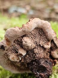 Attēlu rezultāti vaicājumam “Hydnellum sp.”