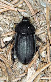 Attēlu rezultāti vaicājumam “Silpha obscura”