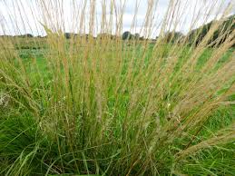 Attēlu rezultāti vaicājumam “Calamagrostis canescens fruit”