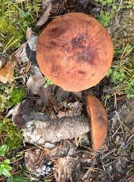 Attēlu rezultāti vaicājumam “Leccinum vulpinum”