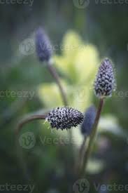 Attēlu rezultāti vaicājumam “Plantago lanceolata bud”
