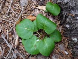 Attēlu rezultāti vaicājumam “Pyrola chlorantha leaf”