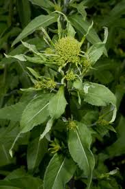 Attēlu rezultāti vaicājumam “Sisymbrium volgense leaf”