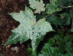 Attēlu rezultāti vaicājumam “Sawadaea tulasnei”