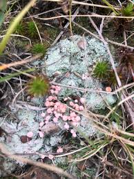 Attēlu rezultāti vaicājumam “Dibaeis baeomyces”