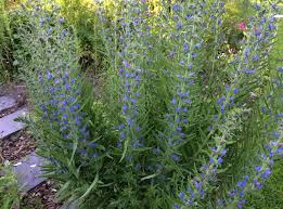 Attēlu rezultāti vaicājumam “Echium vulgare flower”