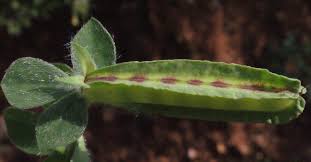 Image result for Lotus tetragonolobus