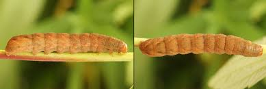 Attēlu rezultāti vaicājumam “Papestra biren”