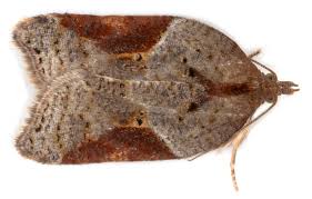 Attēlu rezultāti vaicājumam “Acleris laterana”