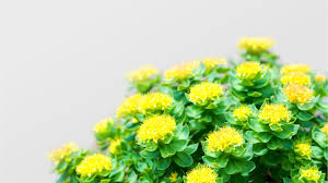 Attēlu rezultāti vaicājumam “Rhodiola rosea”