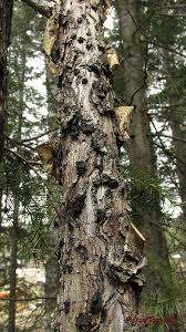 Attēlu rezultāti vaicājumam “Biscogniauxia repanda”