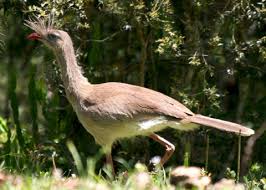 Attēlu rezultāti vaicājumam “Gruiformes”