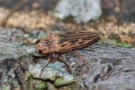 Attēlu rezultāti vaicājumam “Chalcophora mariana”