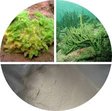 Attēlu rezultāti vaicājumam “Spongilla lacustris”