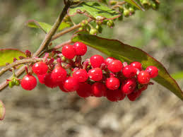 Attēlu rezultāti vaicājumam “Betula humilis fruit”