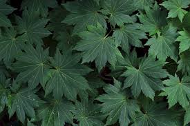 Attēlu rezultāti vaicājumam “Acer pseudosieboldianum”