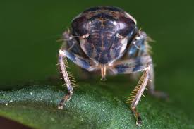 Attēlu rezultāti vaicājumam “Rhopalus maculatus imago”