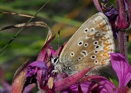 Attēlu rezultāti vaicājumam “Aricia artaxerxes  female”