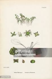 Attēlu rezultāti vaicājumam “Elatine hydropiper leaf”