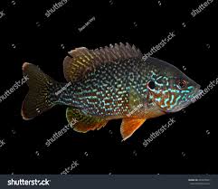 Image result for Lepomis gibbosus