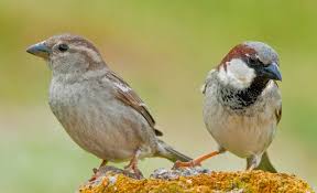 Image result for Passer domesticus