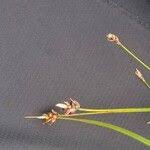 Attēlu rezultāti vaicājumam “Carex chordorrhiza”