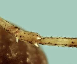 Attēlu rezultāti vaicājumam “Lophopilio palpinalis”