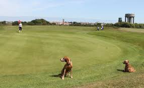 Image result for Southwold Golf Club