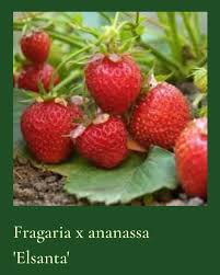 Attēlu rezultāti vaicājumam “Fragaria x ananassa”