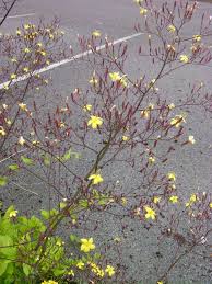 Attēlu rezultāti vaicājumam “Mycelis muralis leaf”