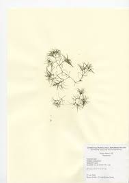 Attēlu rezultāti vaicājumam “Najas minor”