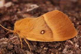 Attēlu rezultāti vaicājumam “Lasiocampa quercus”