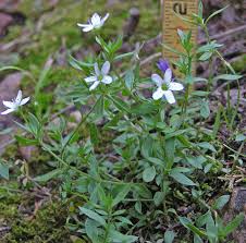 Attēlu rezultāti vaicājumam “Carex arenaria  flower”