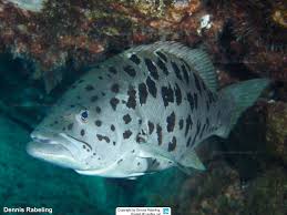 Image result for Mycteroperca olfax