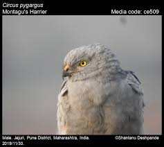 Attēlu rezultāti vaicājumam “Circus pygargus adult”